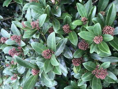 Skimmia japonica